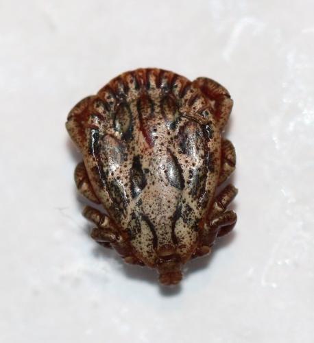 Dermacentor marginatus